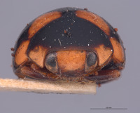 Brachiacantha pygdialis image
