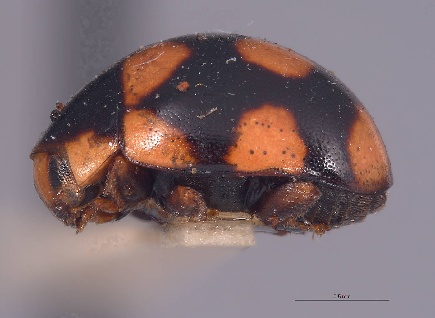 Brachiacantha image