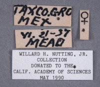 Brachiacantha pygdialis image