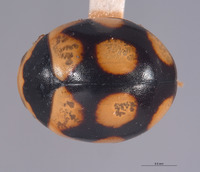 Brachiacantha pygdialis image