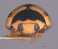 Brachiacantha pygdialis image