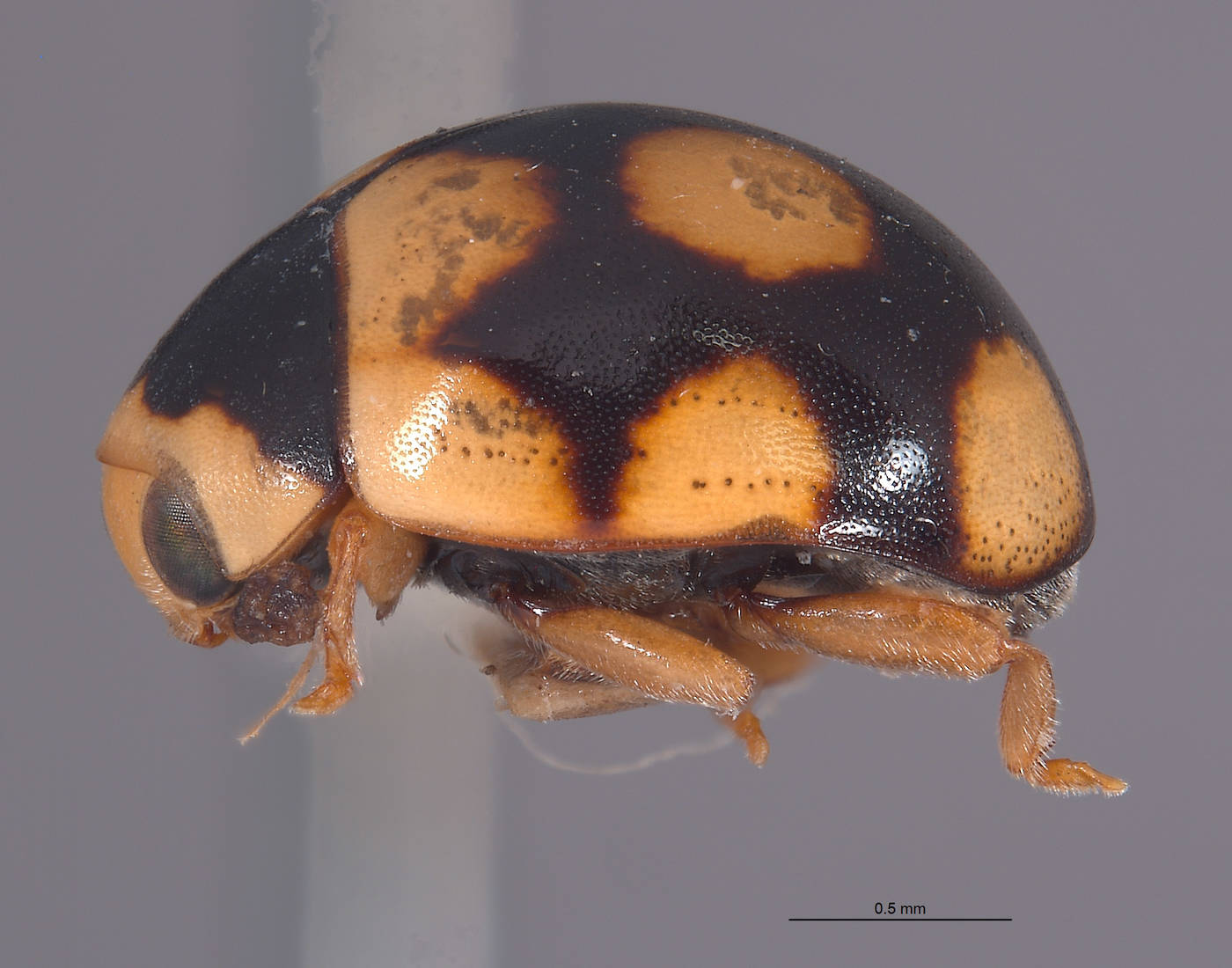 Hyperaspidinae image