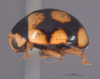 Brachiacantha pygdialis image