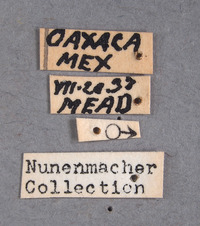 Brachiacantha pygdialis image