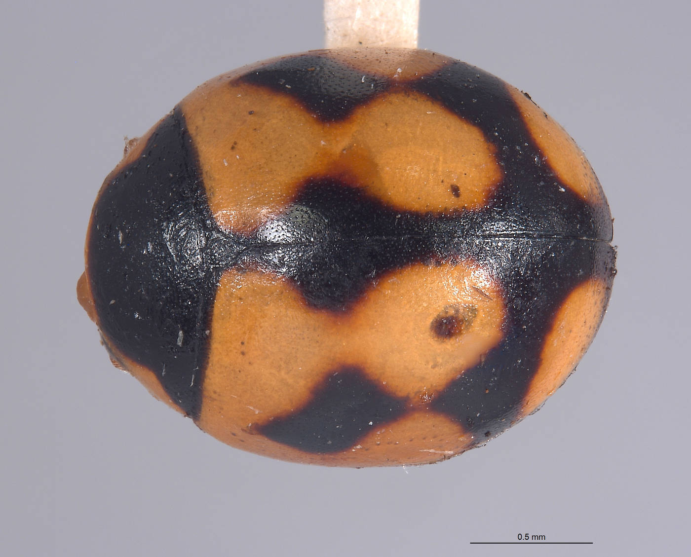 Coccinellidae image