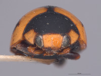 Brachiacantha pygdialis image