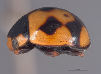 Brachiacantha pygdialis image