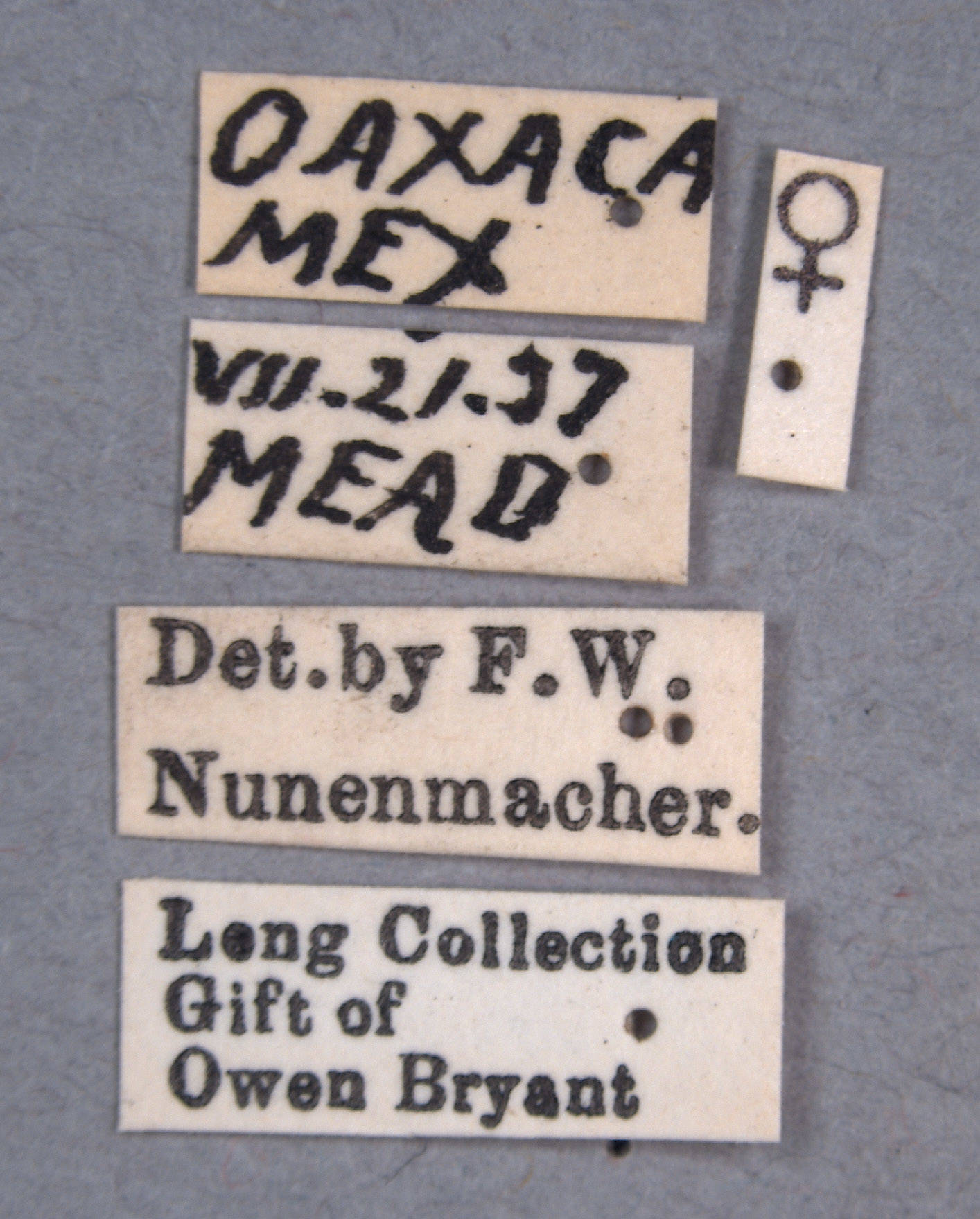 Brachiacantha pygdialis image