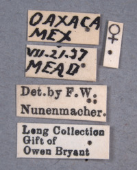 Brachiacantha pygdialis image