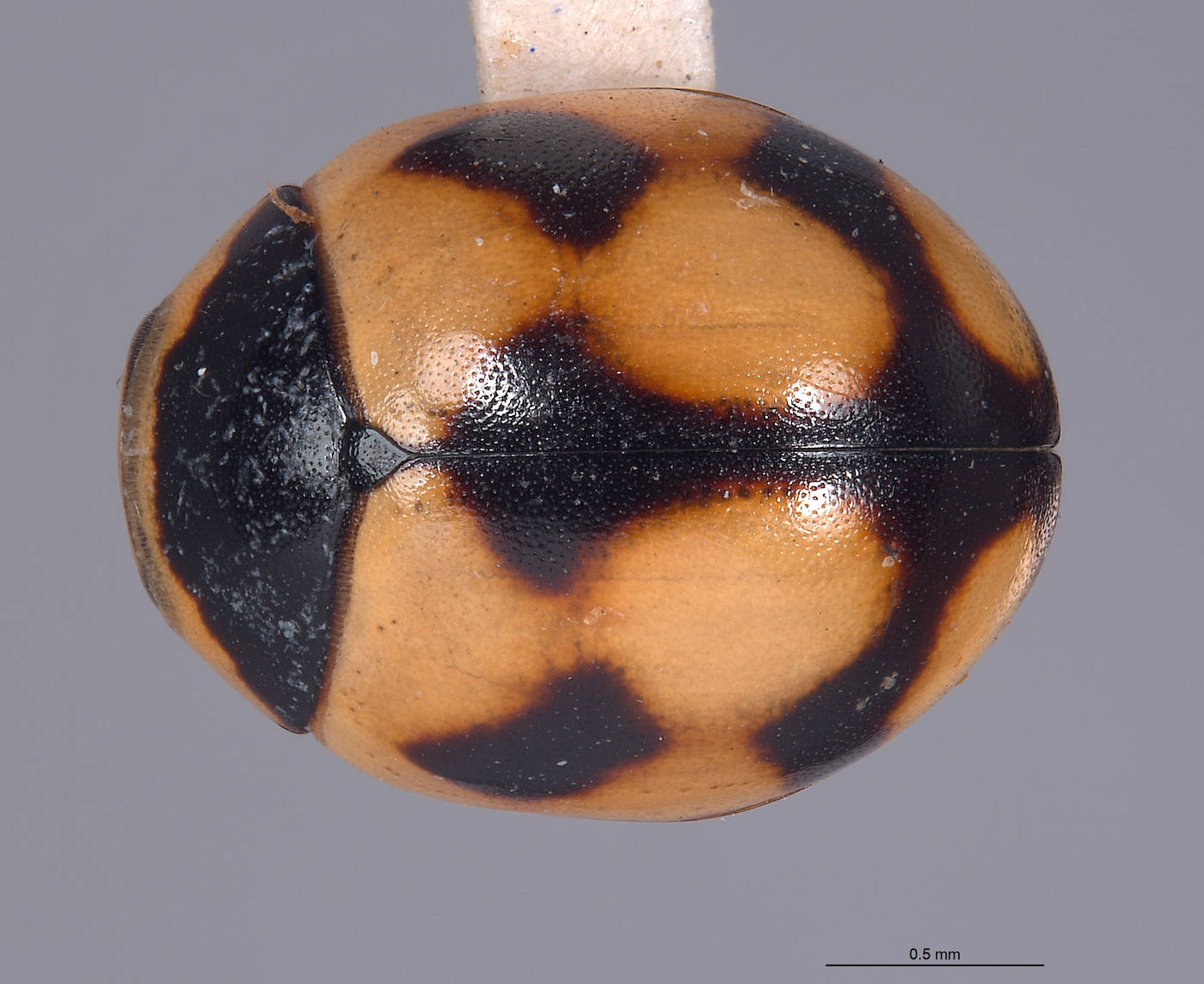 Brachiacantha pygdialis image