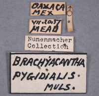 Brachiacantha pygdialis image