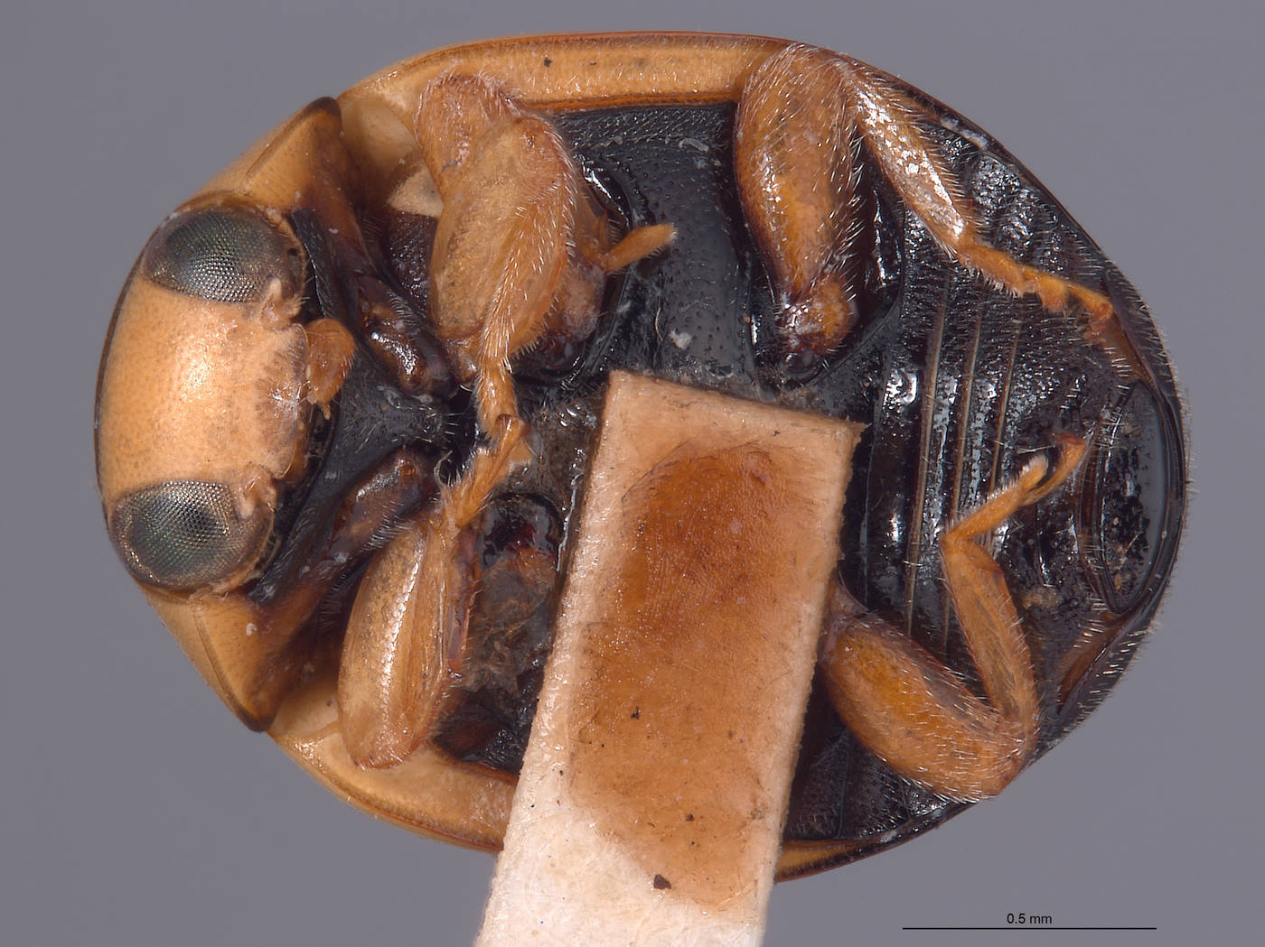 Brachiacantha pygdialis image