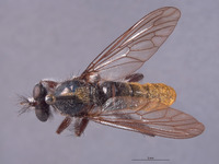 Laphria aeatus image