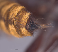 Laphria aeatus image