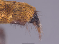 Laphria aeatus image