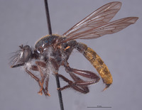 Laphria aeatus image