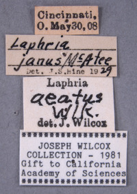 Laphria aeatus image