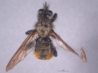 Image of Laphria altitudinum