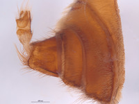Laphria altitudinum image