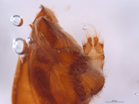 Laphria altitudinum image