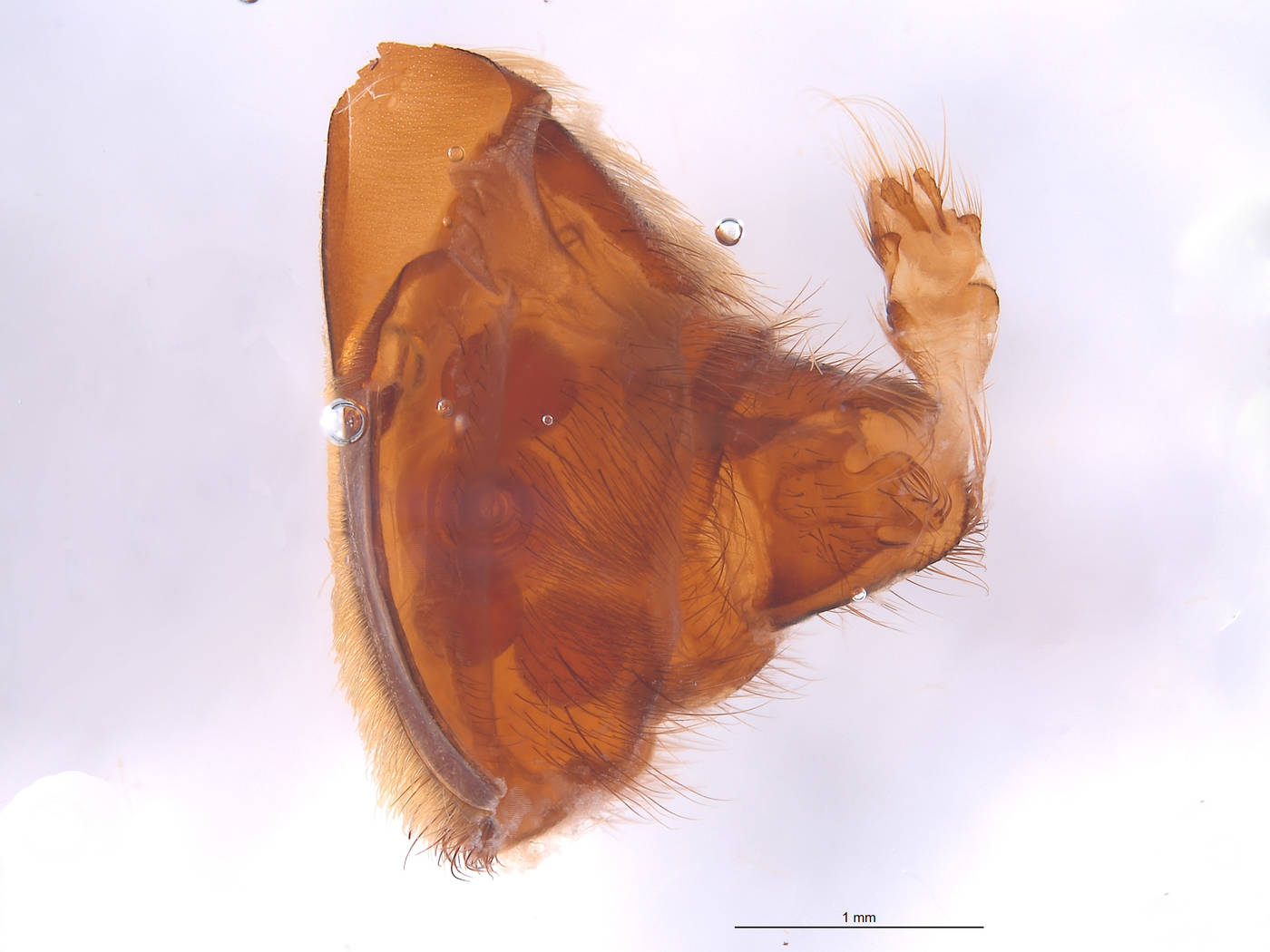 Laphria altitudinum image