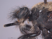 Laphria altitudinum image