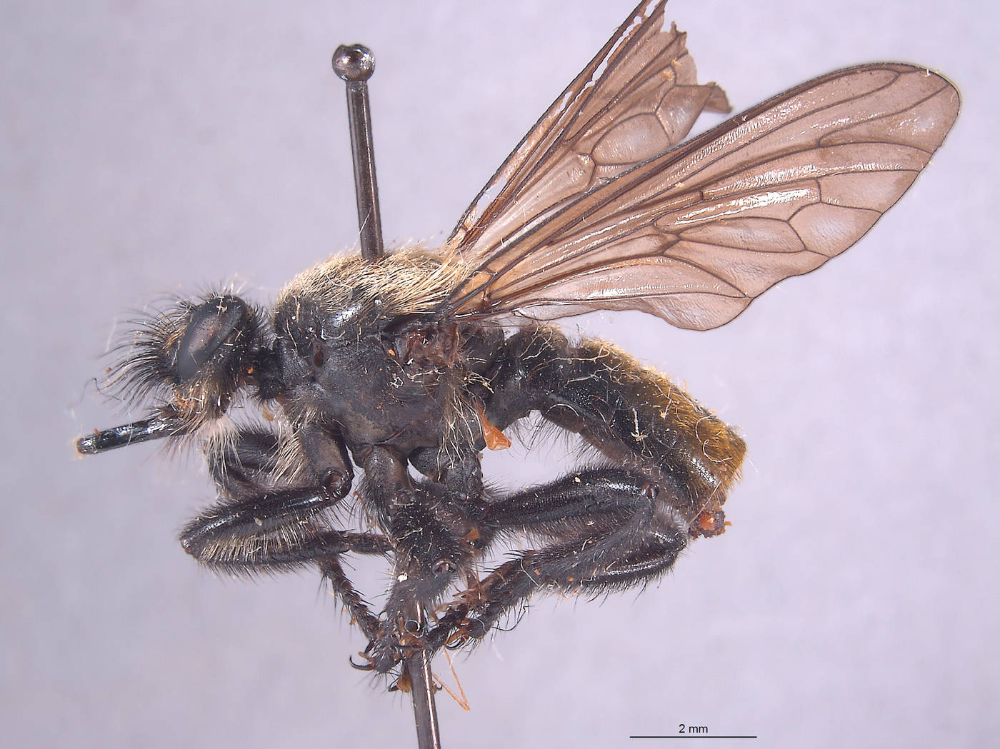 Laphria altitudinum image
