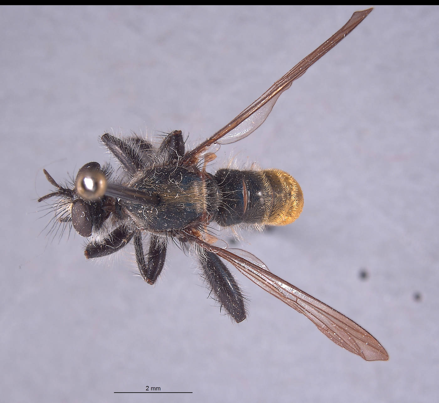 Laphria aeatus image