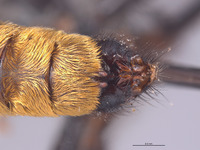 Laphria aeatus image