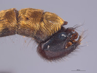 Laphria aeatus image
