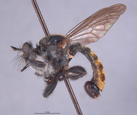 Laphria aeatus image