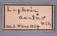 Laphria aeatus image