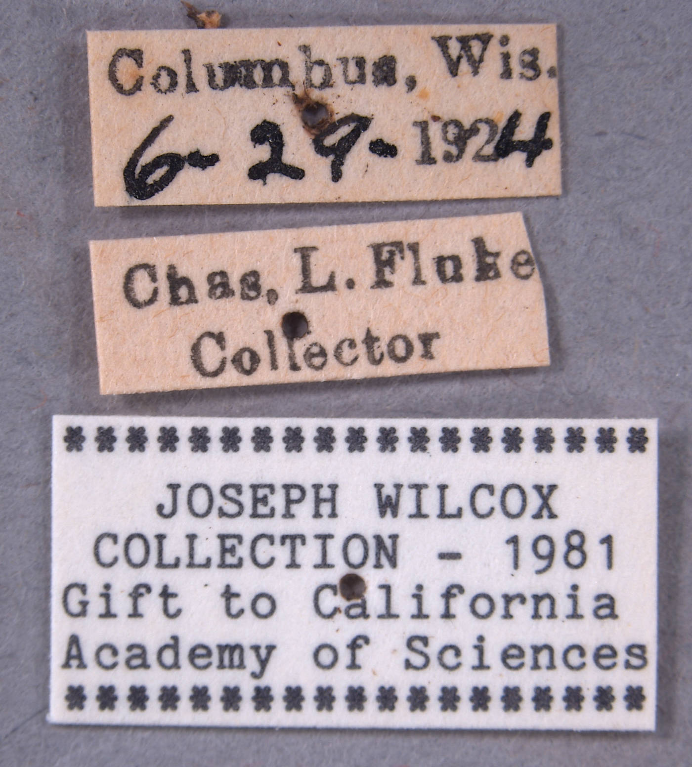 Laphria aeatus image