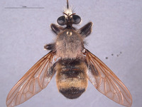 Image of Laphria champlainii