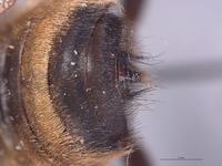 Laphria champlainii image