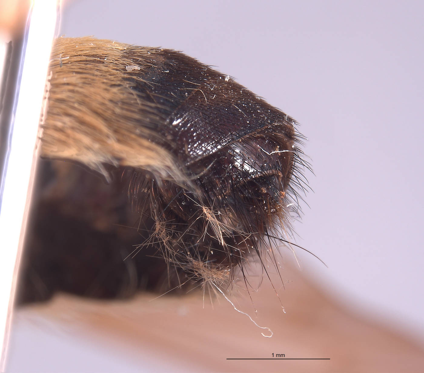 Laphria champlainii image