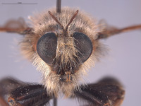 Laphria champlainii image