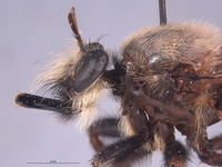 Laphria champlainii image