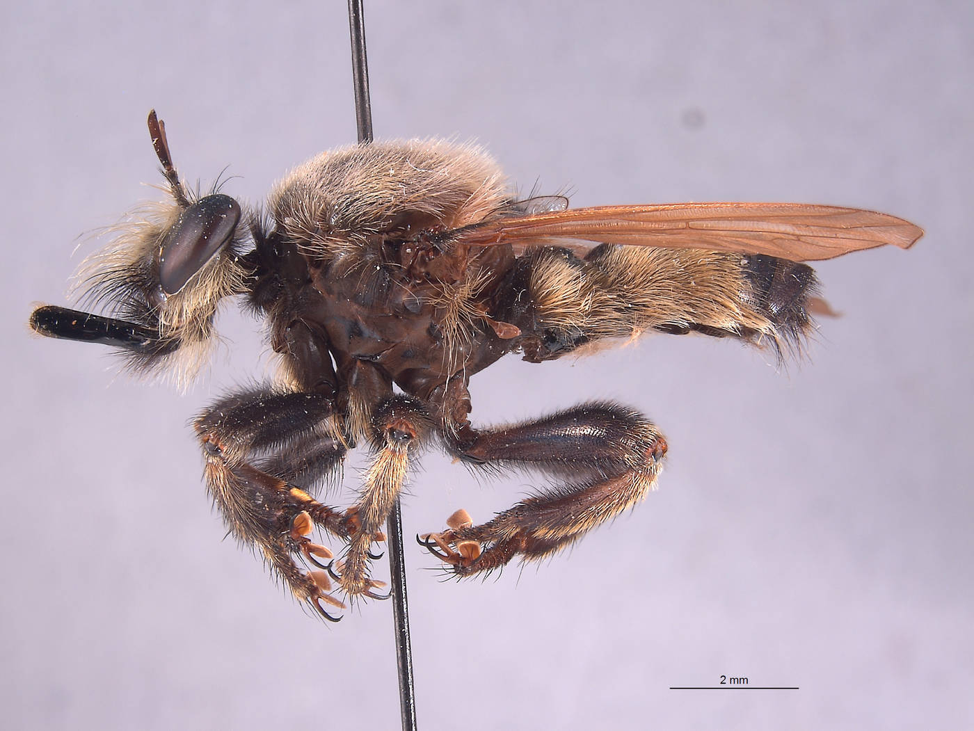 Laphria champlainii image