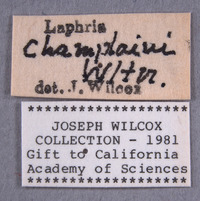 Laphria champlainii image