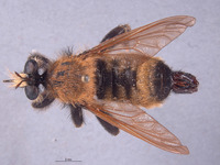 Laphria champlainii image