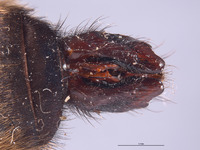 Laphria champlainii image