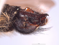 Laphria champlainii image