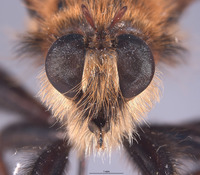 Laphria champlainii image