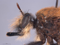 Laphria champlainii image