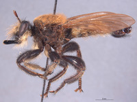 Laphria champlainii image