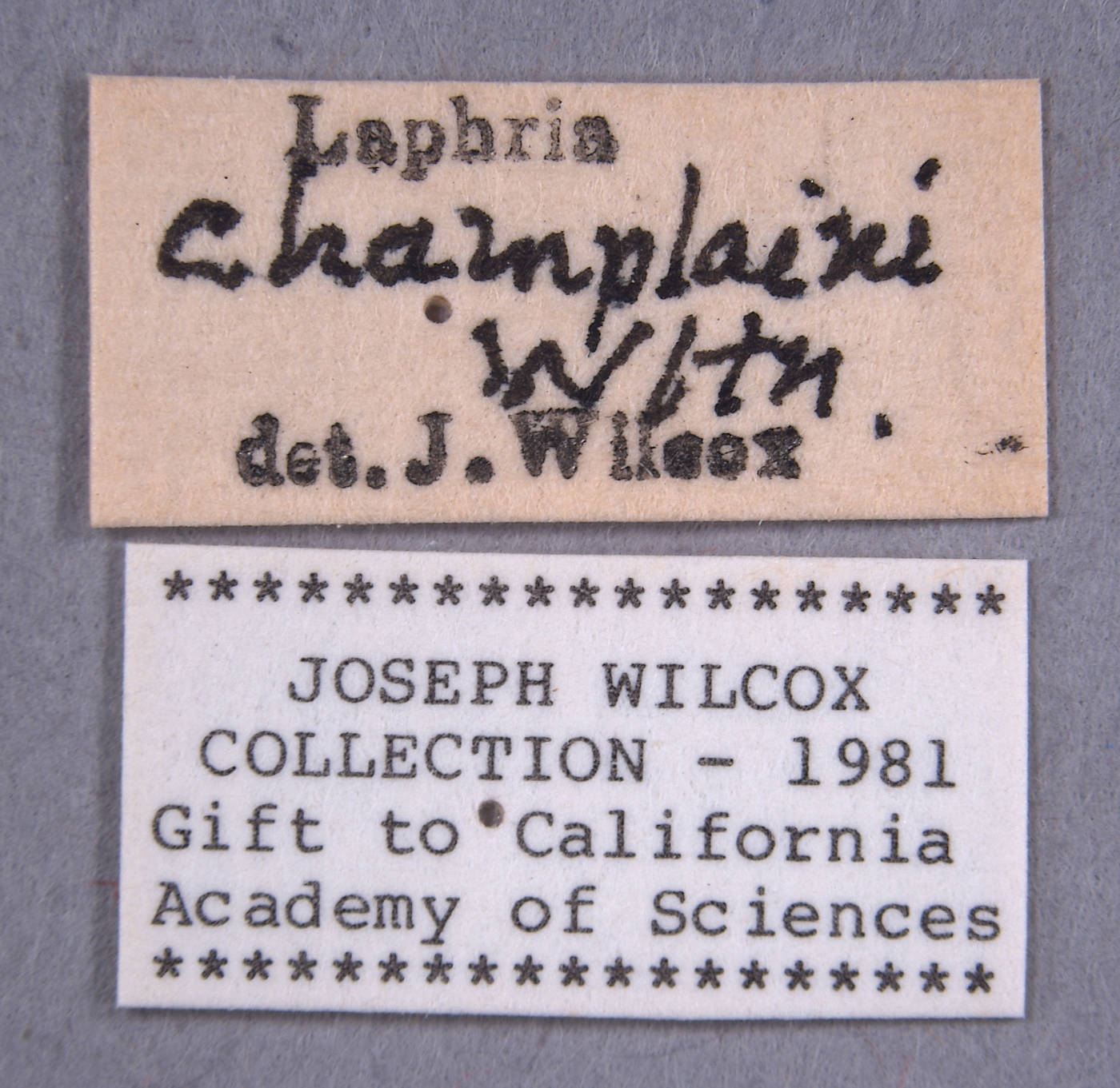 Laphria champlainii image