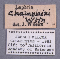 Laphria champlainii image