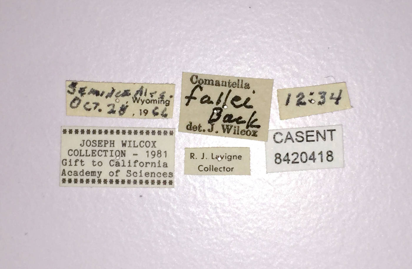 Comantella fallei image