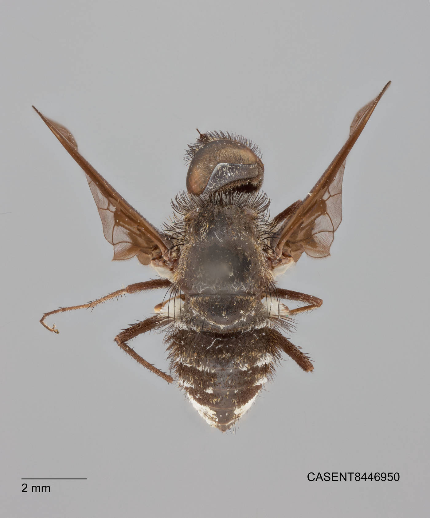 Anthrax albofasciatus image